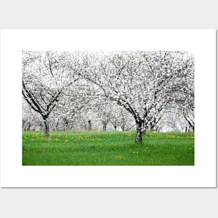 Walking in a Cherry tree orchard in spring Posters and Art